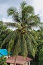 landscape with palm tree and houss Royalty Free Stock Photo
