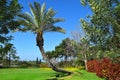 Landscape with palm tree in the public park Ramat Hanadiv, Israel Royalty Free Stock Photo