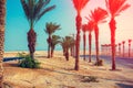 Landscape with palm trees in desert. Road to the Dead Sea Royalty Free Stock Photo
