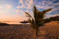 Landscape. Palm trees growing on a sandy beach. Beautiful scenery. Sunrise time. Nusa Dua beach, Bali, Indonesia Royalty Free Stock Photo