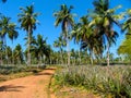 Landscape with palms in Sri Lanka