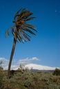 Landscape for a palmtree and volcano Etna