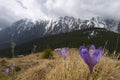 Landscape panorama of Bucegi Mountains in spring Royalty Free Stock Photo