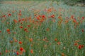 Landscape panorama of a grain field with corn poppies Royalty Free Stock Photo
