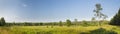 Landscape Panorama In The High Fens, Belgium Royalty Free Stock Photo