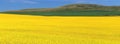 Landscape Panorama of Golden Canola Field in the Porcupine Hills, Great Plains, Alberta, Canada Royalty Free Stock Photo