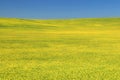 Field of Canola in Full Bloom on the Great Plains, Alberta, Canada Royalty Free Stock Photo