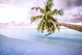 Amazing tropical beach sunset with palm tree and swing or hammock, twilight sky and calm sea with horizon Royalty Free Stock Photo