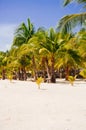 Landscape of paradise tropical island with palms and white sand beach Royalty Free Stock Photo