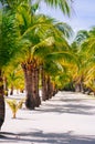 Landscape of paradise tropical island with palms and white sand beach Royalty Free Stock Photo