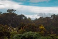 Landscape of paramo vegetation with green bushes and trees in the rain forest on a cold and cloudy day at Ena Hill in Costa Rica Royalty Free Stock Photo