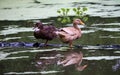 Landscape pairs Mottled Duck birds with water reflation