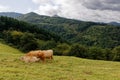 Landscape of Pays Basque, cows in grassland