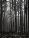 Moody Winter Forest. Suppressed Colors. Foggy Morning.