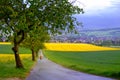 Landscape with a person in a yellow jacket and a dog in fields of blooming rapeseed in Germany