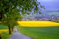 Landscape with a person in a yellow jacket and a dog in fields of blooming rapeseed in Germany