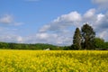 Landscape with a person in a yellow jacket and a dog in fields of blooming rapeseed in Germany