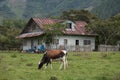 Landscape with cattle in Oxapampa, Peru