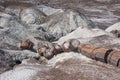 Petrified Forest National Park Royalty Free Stock Photo