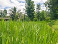 A landscape phot of grass fields with coconut trees and electricity poles in the backgrounds