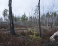 Landscape with burnt birch trees after a forest fire