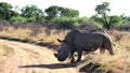 A landscape photo of a African white rhino bull in defense position. Royalty Free Stock Photo