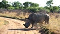 A landscape photo of a African white rhino bull in defense position. Royalty Free Stock Photo