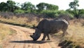 A landscape photo of a African white rhino bull in defense position. Royalty Free Stock Photo