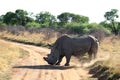 A landscape photo of a African white rhino bull in defense position. Royalty Free Stock Photo