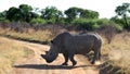 A landscape photo of a African white rhino bull in defense position. Royalty Free Stock Photo