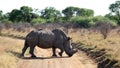 A landscape photo of a African white rhino bull marks his territory in defense position. Royalty Free Stock Photo