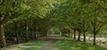 Landscape of an avenue of trees in a summers day