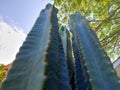 landscape photo of Cereus repandus