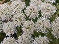 Anthriscus sylvestris - cow parsley close up