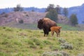 Landscape photo of cow buffalo with newborn