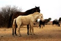 Landscape photo of a dark horse and his unusual, white, dirty demon faced mule friend. Royalty Free Stock Photo