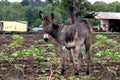 Landscape photo of donkey on a farm in KwaZulu-Natal Royalty Free Stock Photo