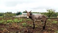 Landscape photo of donkey on a farm in KwaZulu-Natal Royalty Free Stock Photo