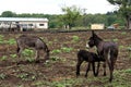 Landscape photo of a donkey and her little foal on a farm in KwaZulu-Natal Royalty Free Stock Photo