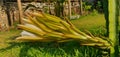 A landscape photo of elongated dragonfruit flower fully developed