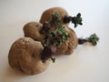 Landscape photo of Epicure potatoes chitting on a white background Royalty Free Stock Photo