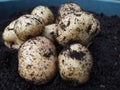 Pile of epicure potatoes after being harvested from container gardening Royalty Free Stock Photo