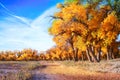 Landscape photo of foliage forest