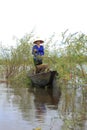 Landscape photo: girl picking dien dien Vietnam