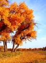 Landscape photo of golen fallen leaves and trees