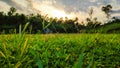 A landscape photo of green grass field. Sunset is in the background. Royalty Free Stock Photo