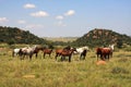 A Landscape photo of a bunch, group of horses grazing in a nice green field.