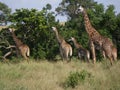 Herd of Giraffe in Kenya