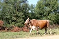 Colored landscape photo of a Nguni bull strolling along a dirt road near QwaQwa, Eastern Free State, SouthAfrica. Royalty Free Stock Photo