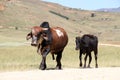 Colored landscape photo of a Nguni bull strolling along a dirt road near QwaQwa, Eastern Free State, SouthAfrica. Royalty Free Stock Photo